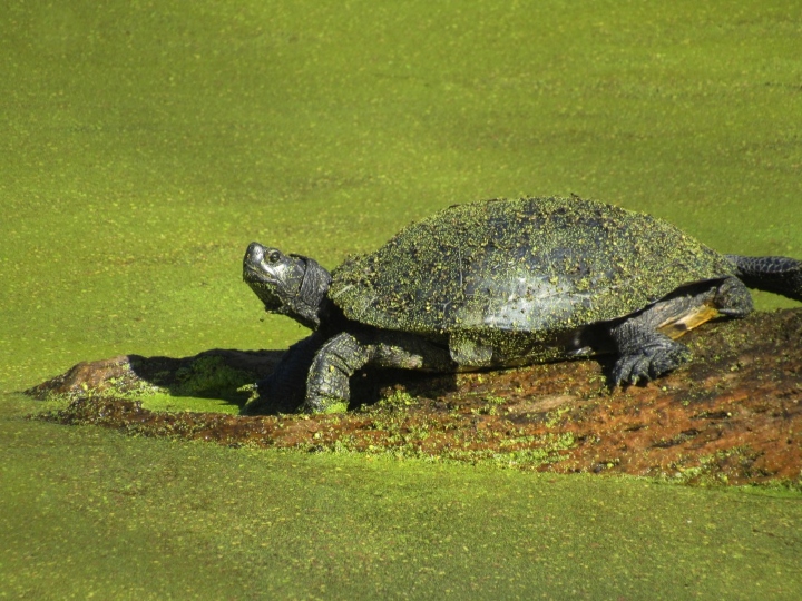 Melanistic Red-ear Slider